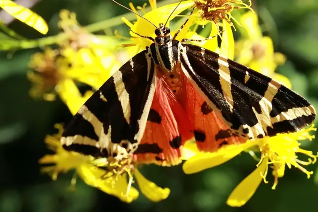 Salem River Wildlife Management Area: Outdoor Haven in NJ’s Salem County