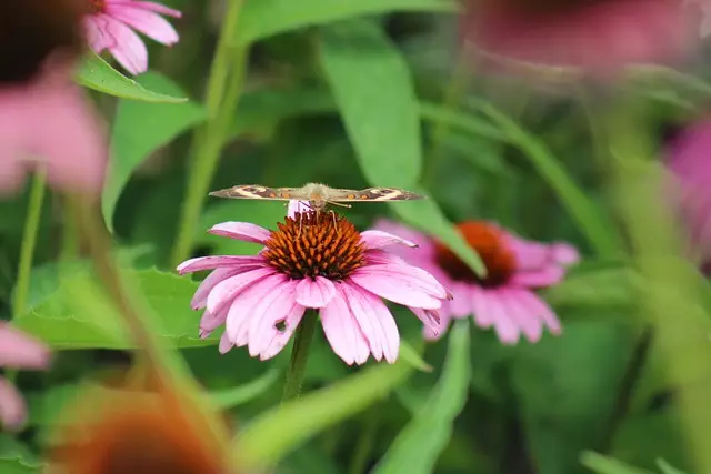 Discovering Paradise: Alloway Lake, Salem County, NJ’s Natural Gem