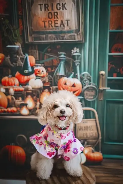 boys Halloween costume