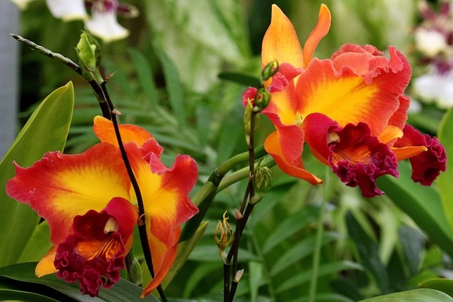 Leonard J. Buck Garden: A Historical Haven in Somerset County, NJ