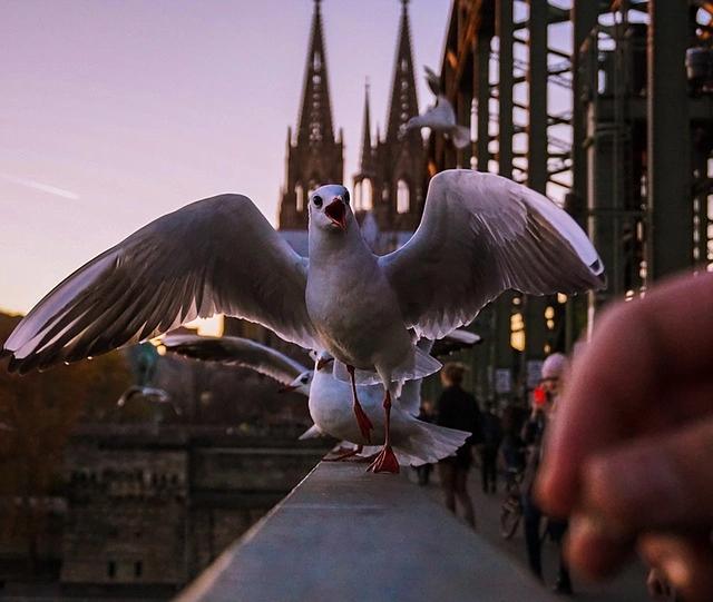 cologne