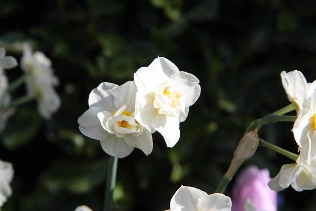 Clean Perfume: Accommodating Skin Types, Ensuring Safety, Tailoring Scent